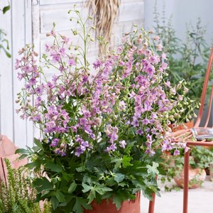 Delphinium belladonna Andes Mauve