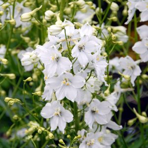 Delphinium belladonna Andes White