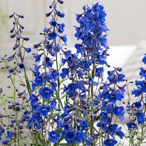 Delphinium belladonna Andes Blue