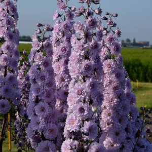 Delphinium elatum Highlander Cha Cha