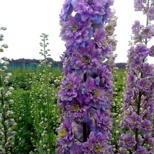 Delphinium elatum Highlander Crystal Delights