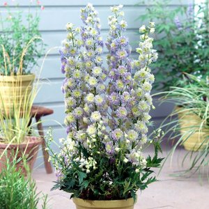 Delphinium elatum Highlander Moonlight