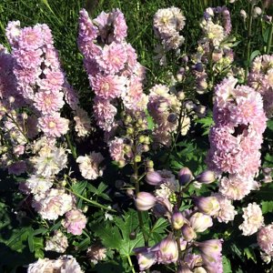 Delphinium elatum Highlander Mystery Sensation