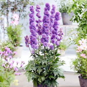 Delphinium elatum Highlander Purple Surprise