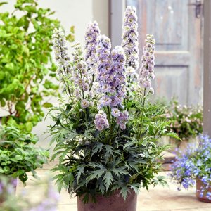 Delphinium elatum Highlander Rainbow Sensation