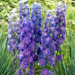 Delphinium elatum Highlander Sweet Sensation