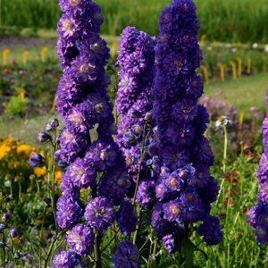 Delphinium elatum Highlander Bolero