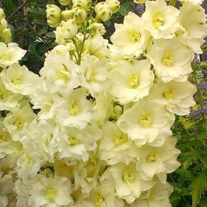 Delphinium elatum Celebration