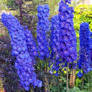 Delphinium elatum Faust