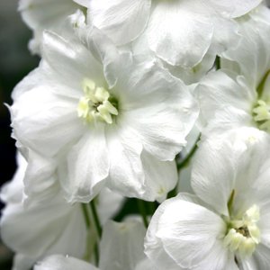 Delphinium elatum Moonbeam