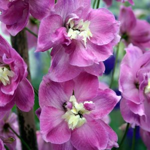 Delphinium elatum Strawberry Fair