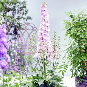 Delphinium elatum Turkish Delight