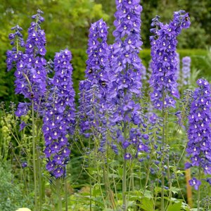 Delphinium elatum Blue Nile