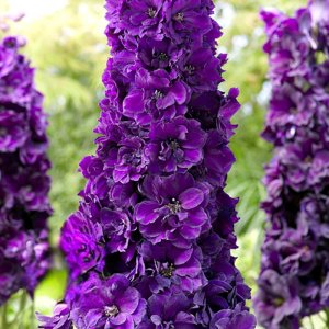 Delphinium elatum Paramo Black Velvet