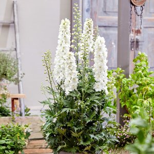 Delphinium elatum Paramo Blanca