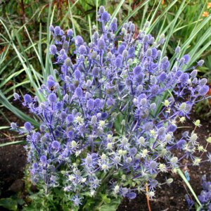 Eryngium Magical Blue Falls