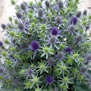 Eryngium Magical Blue Globe