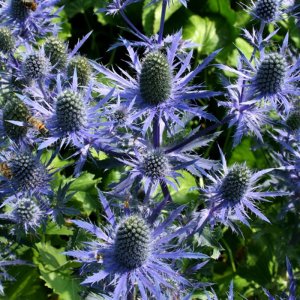 Eryngium Magical Blue Lagoon