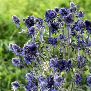 Eryngium Magical Purple Falls