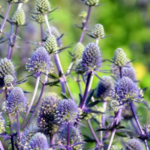 Eryngium Magical Purple Stars