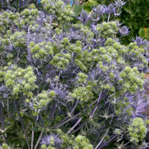 Eryngium Magical Symphony