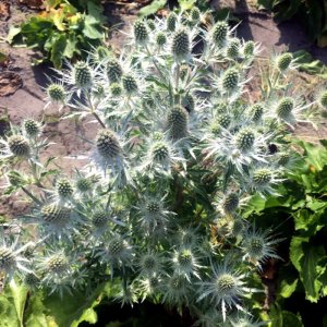 Eryngium Magical White Lagoon