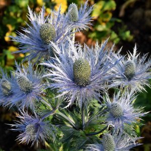 Eryngium Magical Blue Bayou