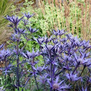 Eryngium Picos Blue