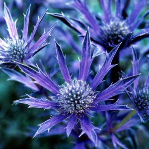 Eryngium Picos Amethyst