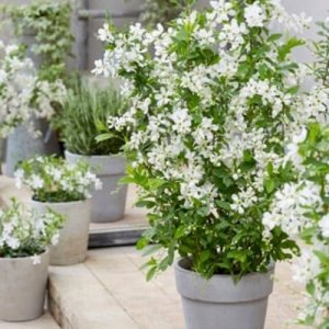 Exochorda racemosa Blushing Pearl