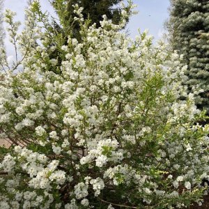 Exochorda racemosa Snow Mountain