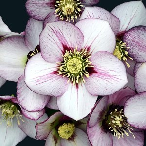 Helleborus Honeymoon French Kiss