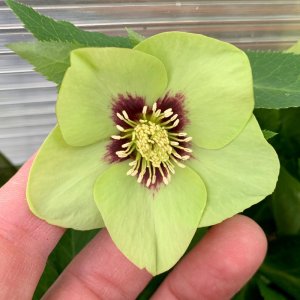 Helleborus Honeymoon Irish Luck