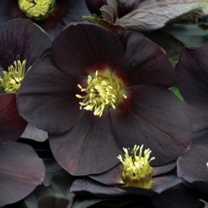 Helleborus Honeymoon New York Night