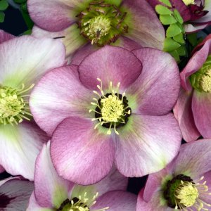 Helleborus Honeymoon Paris in Pink