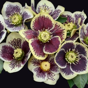 Helleborus Honeymoon Rio Carnival