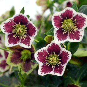 Helleborus Honeymoon Romantic Getaway