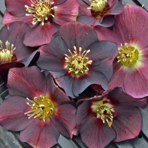 Helleborus Honeymoon Rome in Red