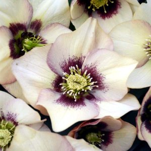 Helleborus Honeymoon Sandy Shores