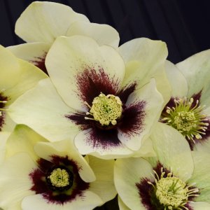 Helleborus Honeymoon Spanish Flare