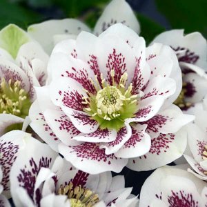 Helleborus Wedding Party Confetti Cake