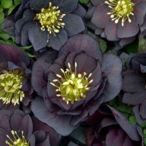 Helleborus Wedding Party Dark and Handsome