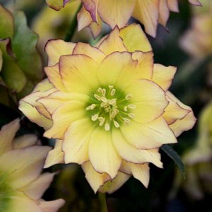 Helleborus Wedding Party First Dance