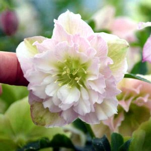 Helleborus Wedding Party Flower Girl