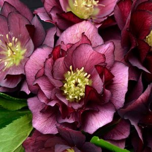 Helleborus Wedding Party True Love