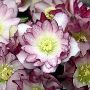 Helleborus Wedding Party Blushing Bridesmaid