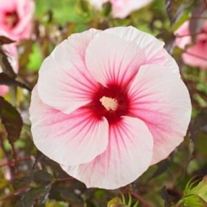 Hibiscus Carousel Pink Candy