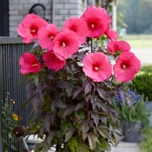 Hibiscus Carousel Pink Passion