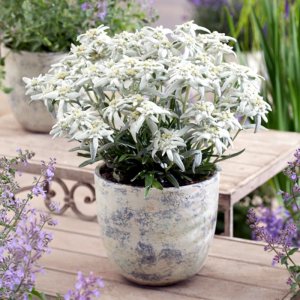 Leontopodium Silvery Darling