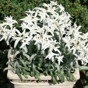 Leontopodium Silvery Delight